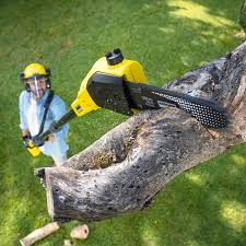 Best Tree Disease Treatment  in Worcester, MA