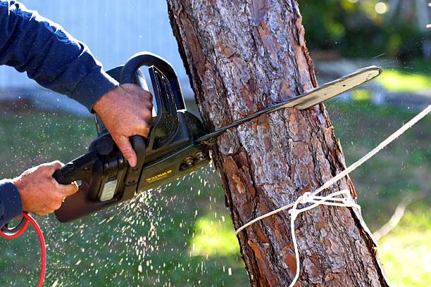 Worcester, MA Tree Care Company