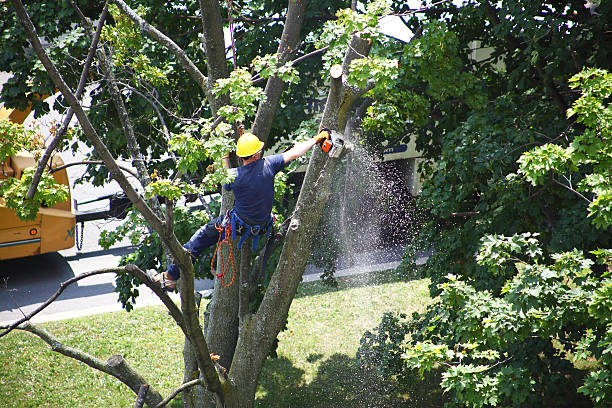 Best Leaf Removal  in Worcester, MA