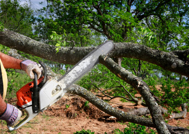 Best Tree Trimming and Pruning  in Worcester, MA