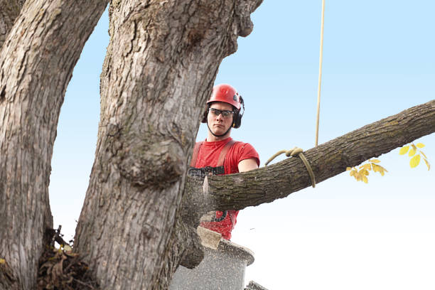 Best Emergency Tree Removal  in Worcester, MA